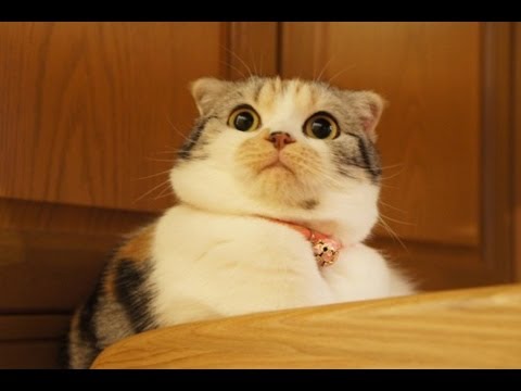 Shocked cat Blank Meme Template