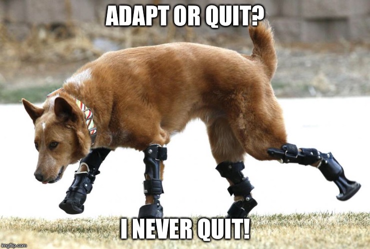 ADAPT OR QUIT? I NEVER QUIT! | made w/ Imgflip meme maker