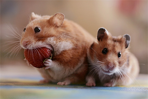 hamster Blank Meme Template