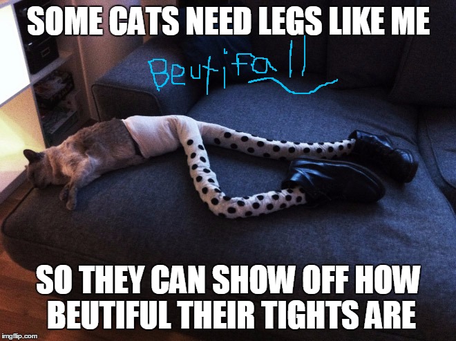 Cat Wearing Tights | SOME CATS NEED LEGS LIKE ME SO THEY CAN SHOW OFF HOW BEUTIFUL THEIR TIGHTS ARE | image tagged in cat wearing tights | made w/ Imgflip meme maker