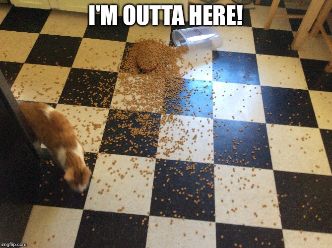 I'M OUTTA HERE! | image tagged in cats | made w/ Imgflip meme maker