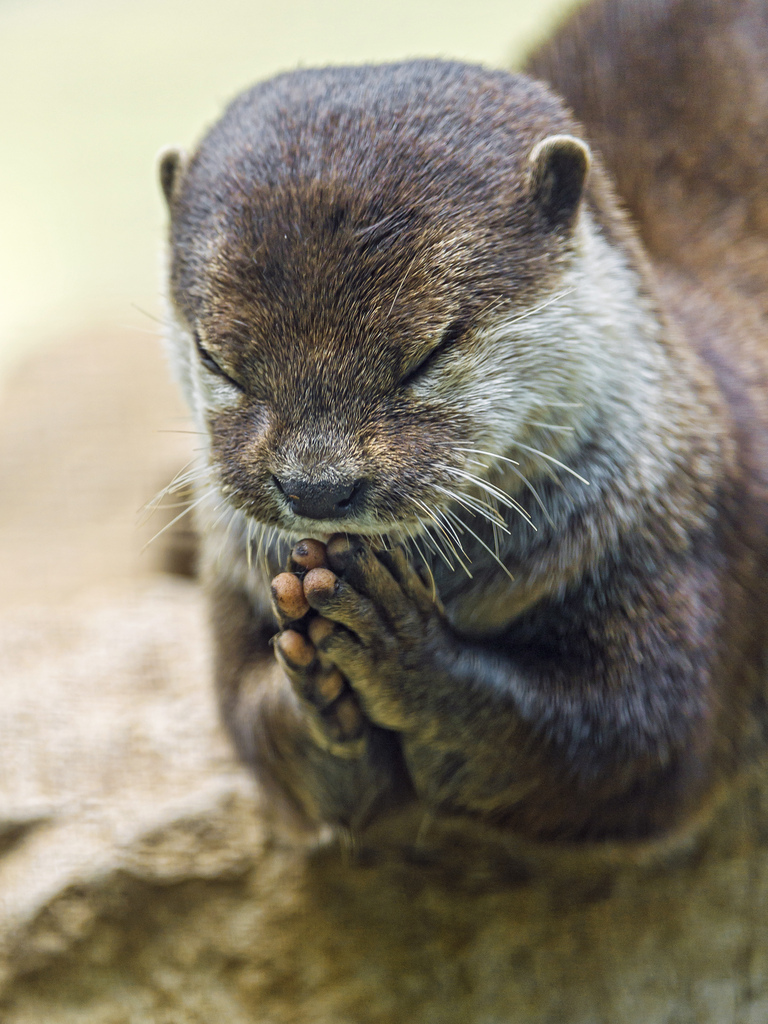 High Quality prayer otter Blank Meme Template