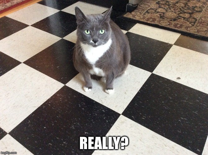 Really? | REALLY? | image tagged in cats | made w/ Imgflip meme maker