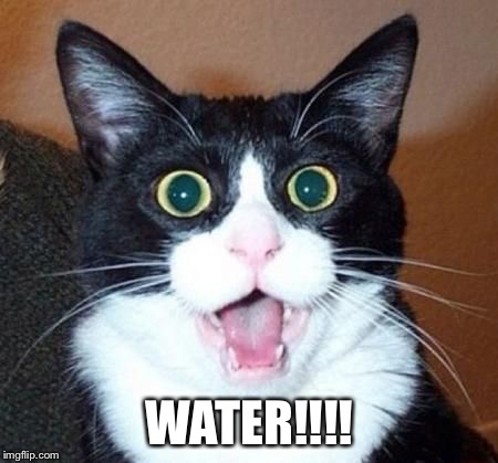whoa cat | WATER!!!! | image tagged in whoa cat | made w/ Imgflip meme maker