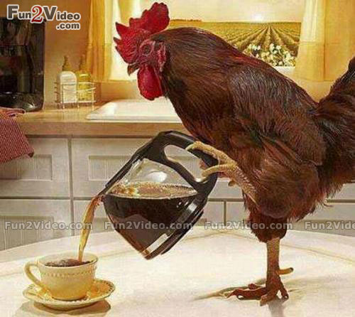 Coffee Rooster Blank Meme Template