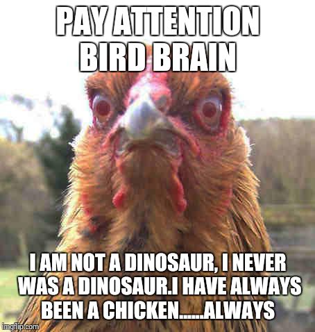 Empirical evidence proclaims the fact, that the fossil record however sparse, should be littered with transitional species. | PAY ATTENTION BIRD BRAIN I AM NOT A DINOSAUR, I NEVER WAS A DINOSAUR.I HAVE ALWAYS BEEN A CHICKEN......ALWAYS | image tagged in revenge chicken,evolution,creationism,science | made w/ Imgflip meme maker
