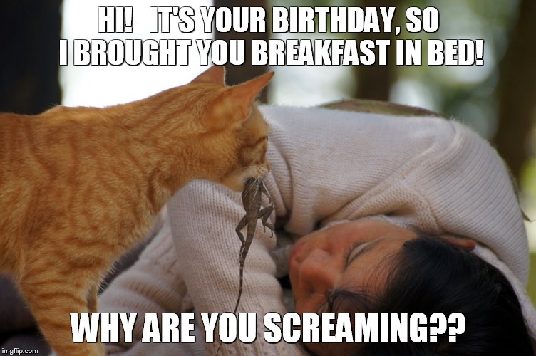 You know your cat likes you when it does this | HI!   IT'S YOUR BIRTHDAY, SO I BROUGHT YOU BREAKFAST IN BED! WHY ARE YOU SCREAMING?? | image tagged in cats,funny cats | made w/ Imgflip meme maker