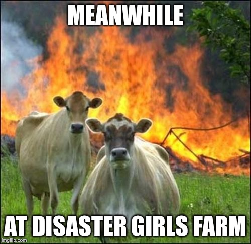 Evil Cows | MEANWHILE AT DISASTER GIRLS FARM | image tagged in memes,evil cows | made w/ Imgflip meme maker