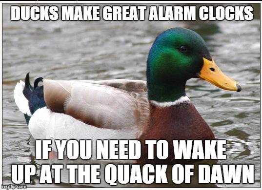 Actual Advice Mallard | DUCKS MAKE GREAT ALARM CLOCKS IF YOU NEED TO WAKE UP AT THE QUACK OF DAWN | image tagged in memes,actual advice mallard | made w/ Imgflip meme maker