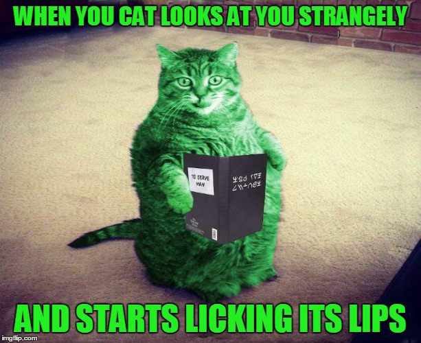 a cat meme | WHEN YOU CAT LOOKS AT YOU STRANGELY AND STARTS LICKING ITS LIPS | image tagged in best raycat meme eva,memes | made w/ Imgflip meme maker
