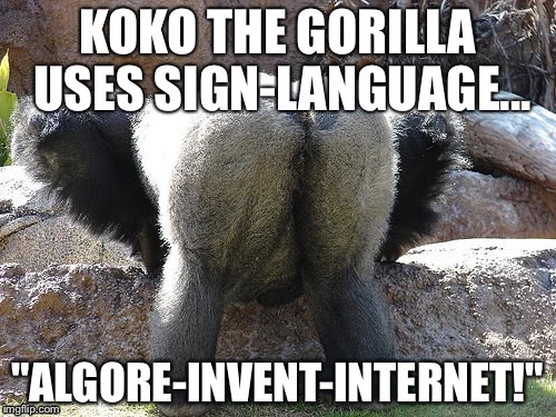 Koko the Gorilla uses Sign Language | KOKO THE GORILLA USES SIGN-LANGUAGE... "ALGORE-INVENT-INTERNET!" | image tagged in al gore,invented the internet,al gore invented the internet | made w/ Imgflip meme maker
