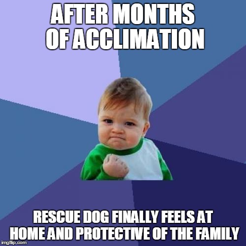 Success Kid | AFTER MONTHS OF ACCLIMATION RESCUE DOG FINALLY FEELS AT HOME AND PROTECTIVE OF THE FAMILY | image tagged in memes,success kid,AdviceAnimals | made w/ Imgflip meme maker
