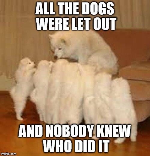 Storytelling Dog | ALL THE DOGS WERE LET OUT AND NOBODY KNEW WHO DID IT | image tagged in storytelling dog 2,memes | made w/ Imgflip meme maker