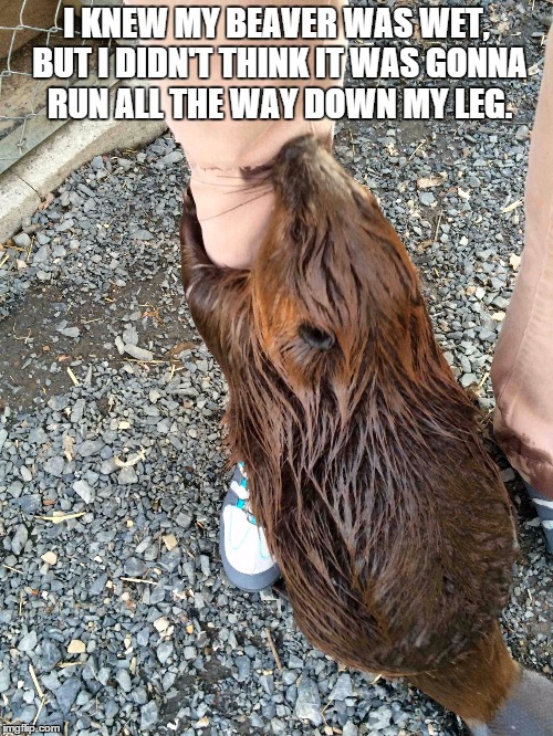 Beaver wild life | I KNEW MY BEAVER WAS WET, BUT I DIDN'T THINK IT WAS GONNA RUN ALL THE WAY DOWN MY LEG. | image tagged in beaver wild life | made w/ Imgflip meme maker