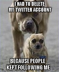 Truthfully, I've never had a Twitter account. Is it really that big of a deal? | I HAD TO DELETE MY TWITTER ACCOUNT BECAUSE PEOPLE KEPT FOLLOWING ME | image tagged in paranoid dog,funny dogs,memes,funny,dogs,funny animals | made w/ Imgflip meme maker