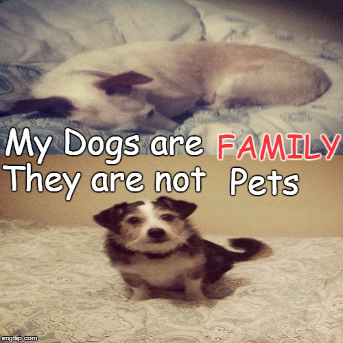 Dogs Are Family | My Dogs are FAMILY They are not Pets | image tagged in dogs,family,animal,pets | made w/ Imgflip meme maker