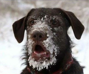 High Quality Snow Face Dog Blank Meme Template