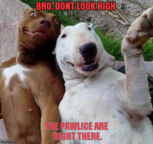 selfie dogs | BRO, DONT LOOK HIGH THE PAWLICE ARE RIGHT THERE. | image tagged in selfie dogs | made w/ Imgflip meme maker