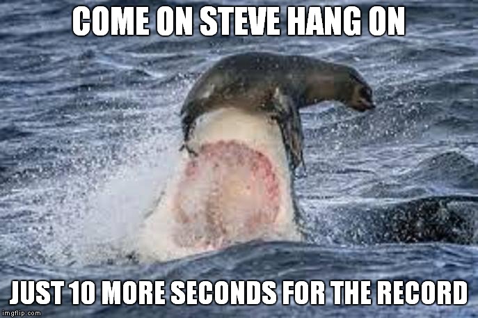 You thought bull riding was tough | COME ON STEVE HANG ON JUST 10 MORE SECONDS FOR THE RECORD | image tagged in shark,seal,riding | made w/ Imgflip meme maker