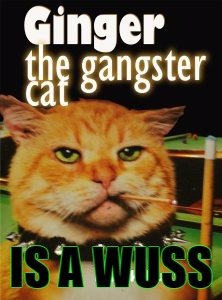 WUSS!!!!! | IS A WUSS | image tagged in ginger cat | made w/ Imgflip meme maker