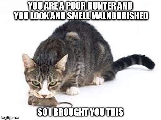 This is what your cat really thinks of you | YOU ARE A POOR HUNTER AND YOU LOOK AND SMELL MALNOURISHED SO I BROUGHT YOU THIS | image tagged in cat gift2,cats,memes,funny,funny cats | made w/ Imgflip meme maker