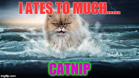 I ates to much catnip | I ATES TO MUCH..... CATNIP | image tagged in catnip cat | made w/ Imgflip meme maker