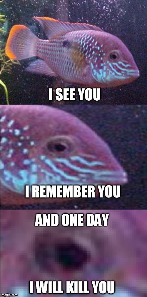 This is what your fish really thinks of you | I SEE YOU AND ONE DAY I REMEMBER YOU I WILL KILL YOU | image tagged in green terror,funny,memes,animals,dark humor | made w/ Imgflip meme maker