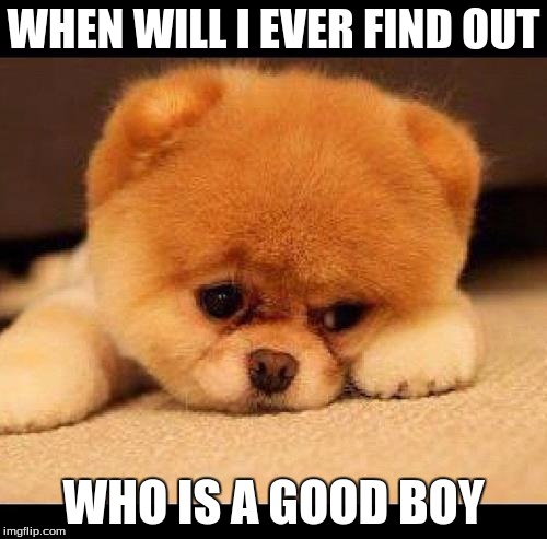 sad dog | WHEN WILL I EVER FIND OUT WHO IS A GOOD BOY | image tagged in sad dog | made w/ Imgflip meme maker
