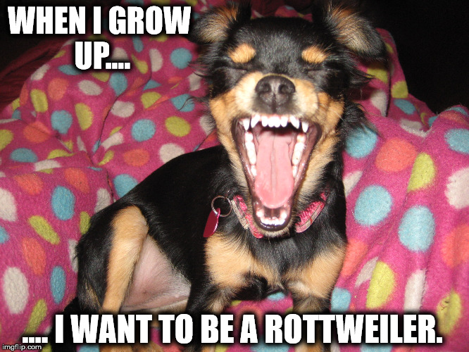 Chihuahua pup | WHEN I GROW UP.... .... I WANT TO BE A ROTTWEILER. | image tagged in memes,chihuahua,funny chihuahua | made w/ Imgflip meme maker
