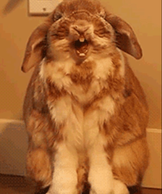 High Quality Happy bunny Blank Meme Template