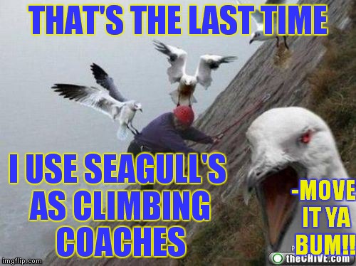 Not the kind of encouragement I was hoping for | THAT'S THE LAST TIME I USE SEAGULL'S AS CLIMBING COACHES -MOVE IT YA BUM!! | image tagged in seagulls,climbing,fail,funny | made w/ Imgflip meme maker