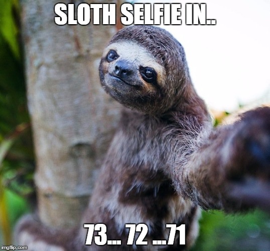 Why we don't see a lot of sloth selfies... | SLOTH SELFIE IN.. 73... 72 ...71 | image tagged in sloth selfie,selfies,sloth,photos | made w/ Imgflip meme maker