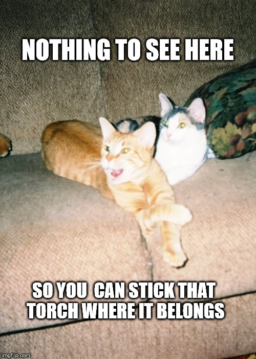 NOTHING TO SEE HERE SO YOU  CAN STICK THAT TORCH WHERE IT BELONGS | image tagged in catslighted | made w/ Imgflip meme maker