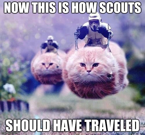 Storm Trooper Cats | NOW THIS IS HOW SCOUTS SHOULD HAVE TRAVELED | image tagged in storm trooper cats | made w/ Imgflip meme maker