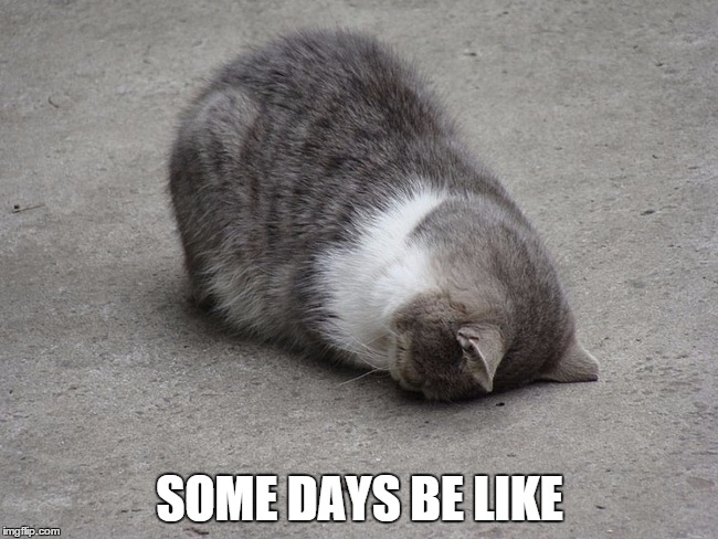Cat Face Palm - Mondays | SOME DAYS BE LIKE | image tagged in cat face palm - mondays | made w/ Imgflip meme maker