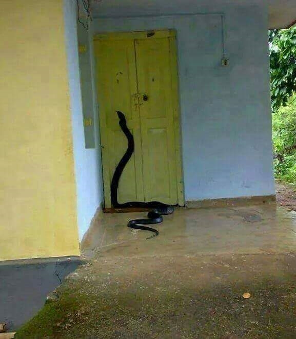 anaconda Blank Meme Template