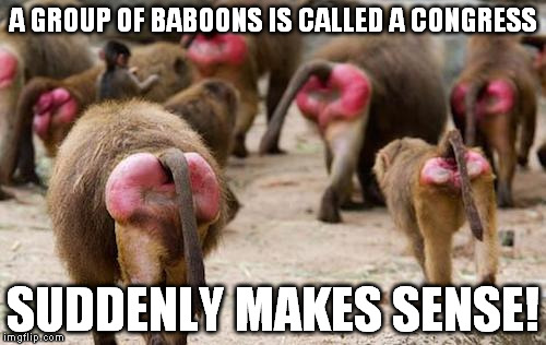 What Is A Group Of Baboons Called 106