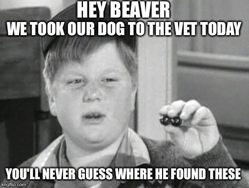 I wonder if Miss Landers will let me bring them for 'Show & Tell'? | HEY BEAVER YOU'LL NEVER GUESS WHERE HE FOUND THESE WE TOOK OUR DOG TO THE VET TODAY | image tagged in leave it to beaver | made w/ Imgflip meme maker