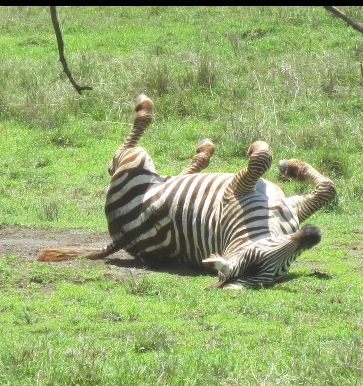 Zebra EDS Blank Meme Template