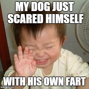 Laughing Asian | MY DOG JUST SCARED HIMSELF WITH HIS OWN FART | image tagged in laughing asian | made w/ Imgflip meme maker
