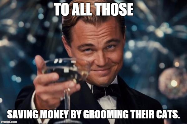 Leonardo Dicaprio Cheers Meme | TO ALL THOSE SAVING MONEY BY GROOMING THEIR CATS. | image tagged in memes,leonardo dicaprio cheers | made w/ Imgflip meme maker