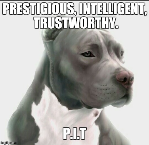 PRESTIGIOUS, INTELLIGENT, TRUSTWORTHY. P.I.T | image tagged in bully,pit bull,pit,dog,apbt | made w/ Imgflip meme maker