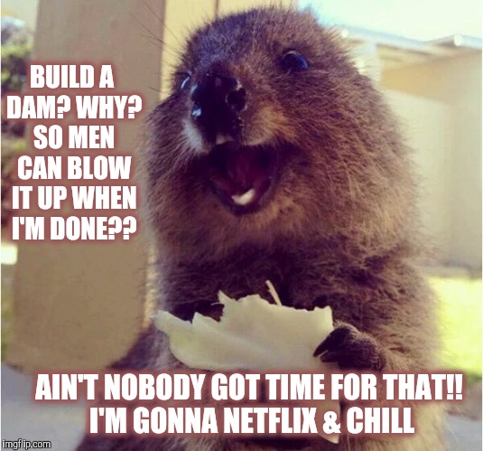 Out of Work Beaver  | BUILD A DAM? WHY? SO MEN CAN BLOW IT UP WHEN I'M DONE?? AIN'T NOBODY GOT TIME FOR THAT!! I'M GONNA NETFLIX & CHILL | image tagged in beaver,meme,funny,unemployed | made w/ Imgflip meme maker