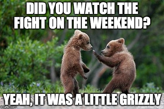 Grin and Bear It | DID YOU WATCH THE FIGHT ON THE WEEKEND? YEAH, IT WAS A LITTLE GRIZZLY | image tagged in bear,fighting,cute,funny animals | made w/ Imgflip meme maker
