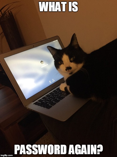 Cat forgot password | WHAT IS PASSWORD AGAIN? | image tagged in cat forgot password | made w/ Imgflip meme maker