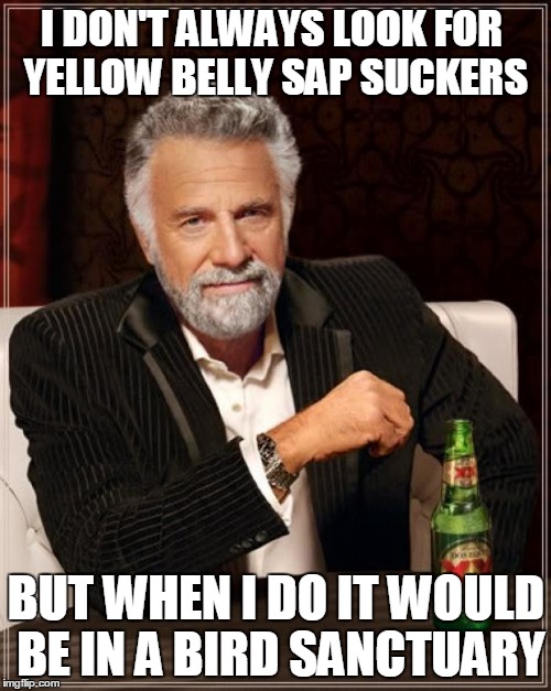 The Most Interesting Man In The World Meme | I DON'T ALWAYS LOOK FOR YELLOW BELLY SAP SUCKERS BUT WHEN I DO IT WOULD BE IN A BIRD SANCTUARY | image tagged in memes,the most interesting man in the world | made w/ Imgflip meme maker