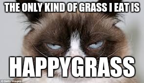 THE ONLY KIND OF GRASS I EAT IS HAPPYGRASS | image tagged in grumpy cat | made w/ Imgflip meme maker