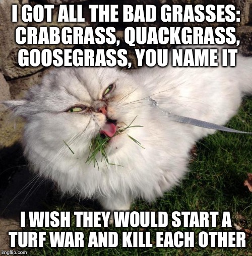 My Lawn: I guess it is my business | I GOT ALL THE BAD GRASSES: CRABGRASS, QUACKGRASS, GOOSEGRASS, YOU NAME IT I WISH THEY WOULD START A TURF WAR AND KILL EACH OTHER | image tagged in grassycat,memes | made w/ Imgflip meme maker