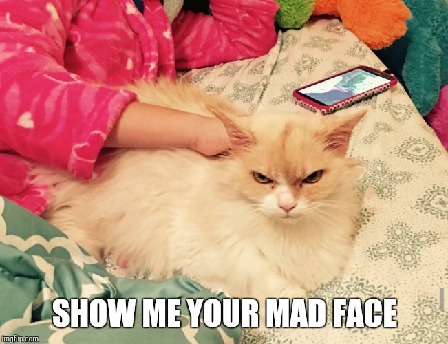 SHOW ME YOUR MAD FACE | image tagged in angry pearl,mad face,angry cat | made w/ Imgflip meme maker
