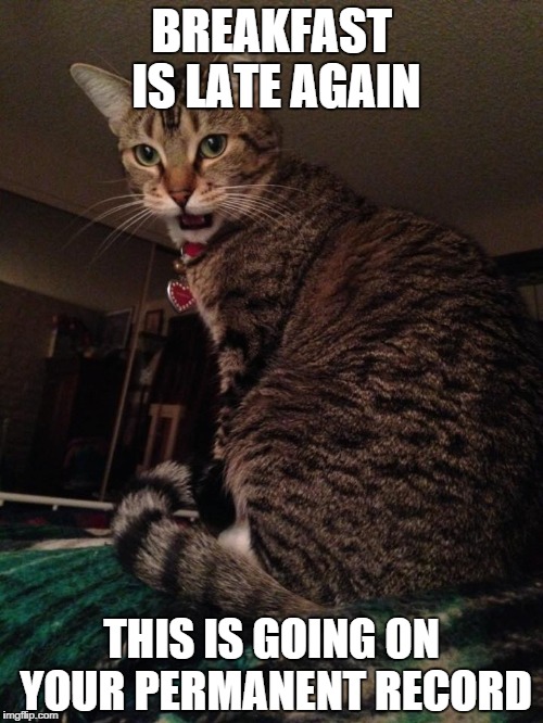 cat boss | BREAKFAST IS LATE AGAIN THIS IS GOING ON YOUR PERMANENT RECORD | image tagged in cat | made w/ Imgflip meme maker
